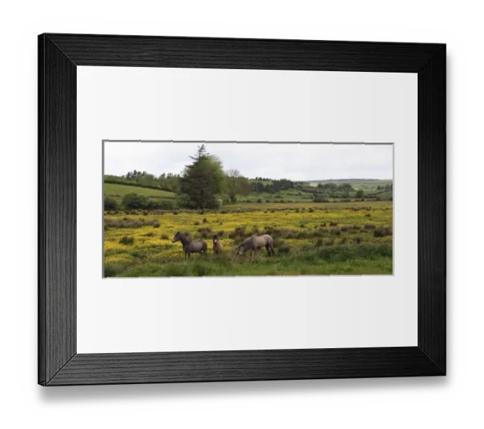 Framed Print : In Western Ireland, three horses with long manes, stand in a bright field of yellow Framed Print : In Western Ireland, three horses with long manes, stand in a bright field of yellow