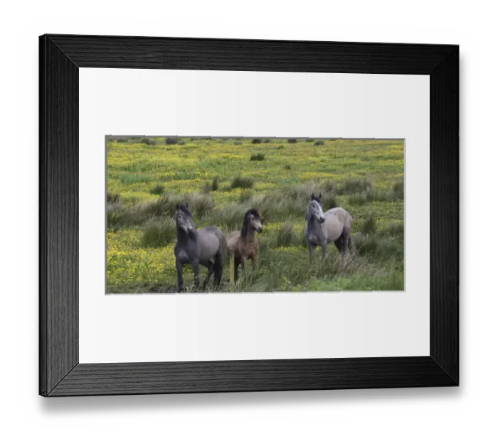 Framed Print : In Western Ireland three horses stand in a bright field of yellow wildflowers in Framed Print : In Western Ireland three horses stand in a bright field of yellow wildflowers in