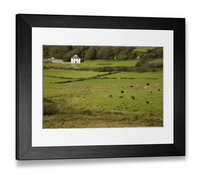 Framed Print : Irish Countryside, Ireland, Farm, Cows Framed Print : Irish Countryside, Ireland, Farm, Cows