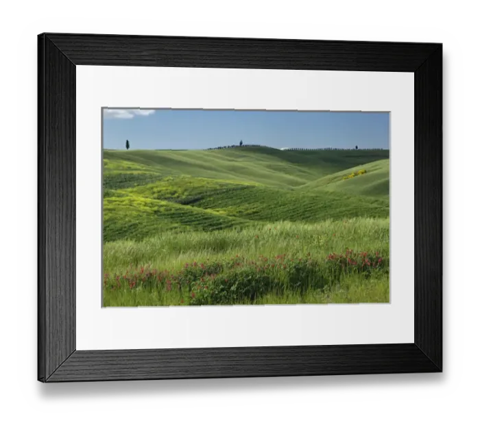 Framed Print : Wheat field in Tuscany region of Italy Framed Print : Wheat field in Tuscany region of Italy