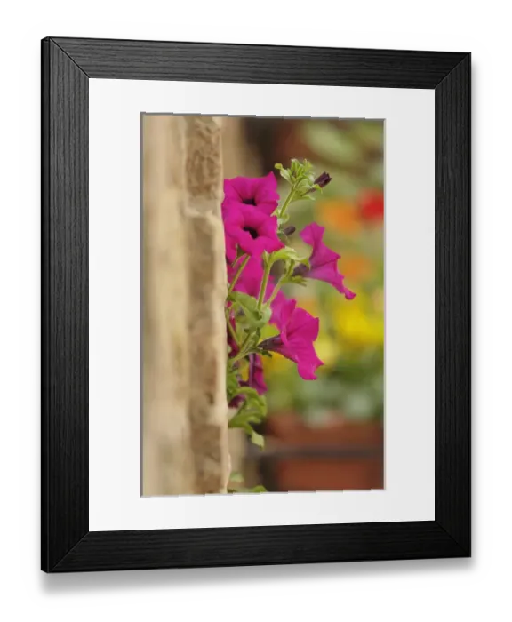Framed Print : Petunia flowers on wall, Tuscany, Italy Framed Print : Petunia flowers on wall, Tuscany, Italy