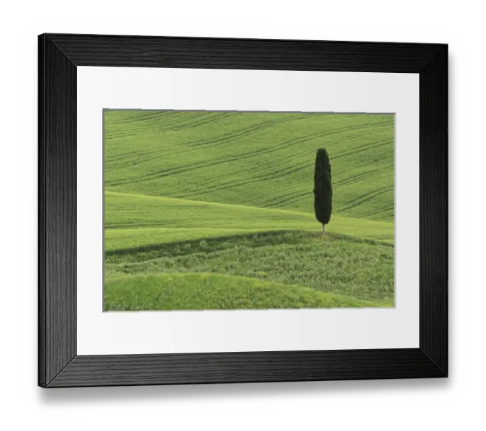 Framed Print : Wheat field and single cypress tree, Tuscany region of Italy Framed Print : Wheat field and single cypress tree, Tuscany region of Italy