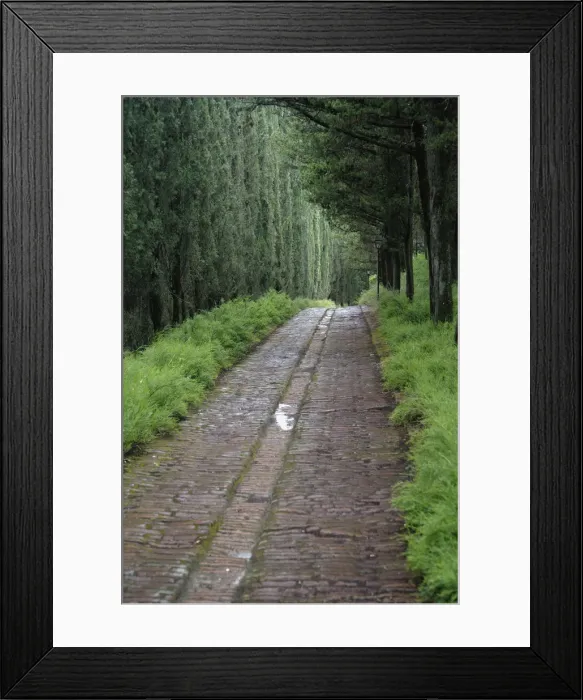 Framed Print : Tree lined lane, Abbey of Monte Oliveto Maggiore; Asciano; Italy; Tuscany Framed Print : Tree lined lane, Abbey of Monte Oliveto Maggiore; Asciano; Italy; Tuscany