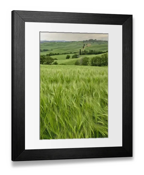 Framed Print : Agricultural wheat field, Tuscany region of Italy Framed Print : Agricultural wheat field, Tuscany region of Italy