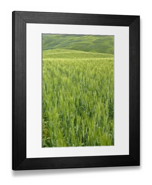 Framed Print : Wheat crop, Tuscany region of Italy Framed Print : Wheat crop, Tuscany region of Italy
