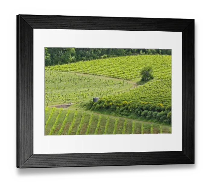 Framed Print : Vineyard viewed from Monteriggioni, Tuscany, Italy Framed Print : Vineyard viewed from Monteriggioni, Tuscany, Italy