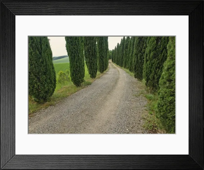 Framed Print : Cypress trees along driveway, Tuscany, Italy Framed Print : Cypress trees along driveway, Tuscany, Italy