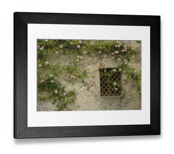 Framed Print : Roses on old stone wall, Tuscany, Italy Framed Print : Roses on old stone wall, Tuscany, Italy