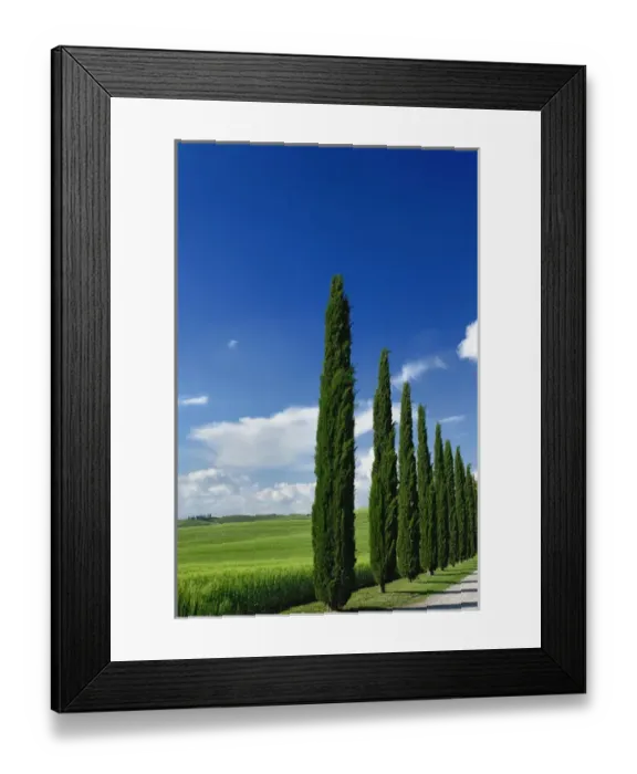 Framed Print : Driveway lined with stately cypress trees, Tuscany, Italy Framed Print : Driveway lined with stately cypress trees, Tuscany, Italy
