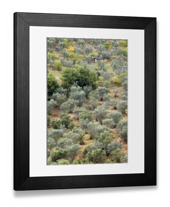 Framed Print : Olive trees on hillside, near Montalcino, Italy, Tuscany Framed Print : Olive trees on hillside, near Montalcino, Italy, Tuscany