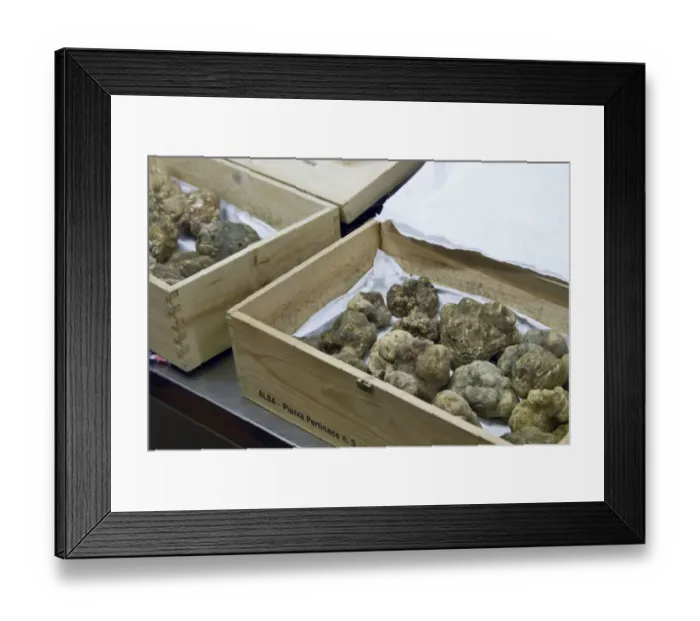 Framed Print : Italy, Piedmont (Piemonte), Langhe, Alba, Annual White Truffle Fair, white truffles Framed Print : Italy, Piedmont (Piemonte), Langhe, Alba, Annual White Truffle Fair, white truffles