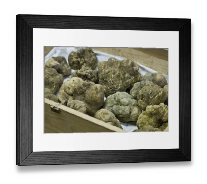 Framed Print : Italy, Piedmont (Piemonte), Langhe, Alba, Annual White Truffle Fair, white truffles Framed Print : Italy, Piedmont (Piemonte), Langhe, Alba, Annual White Truffle Fair, white truffles