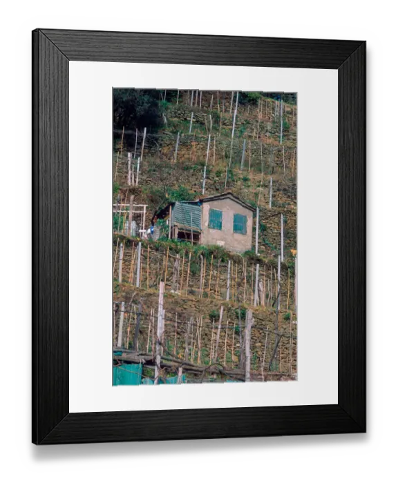 Framed Print : Europe, Italy, Veranzza. Terraced vineyard Framed Print : Europe, Italy, Veranzza. Terraced vineyard