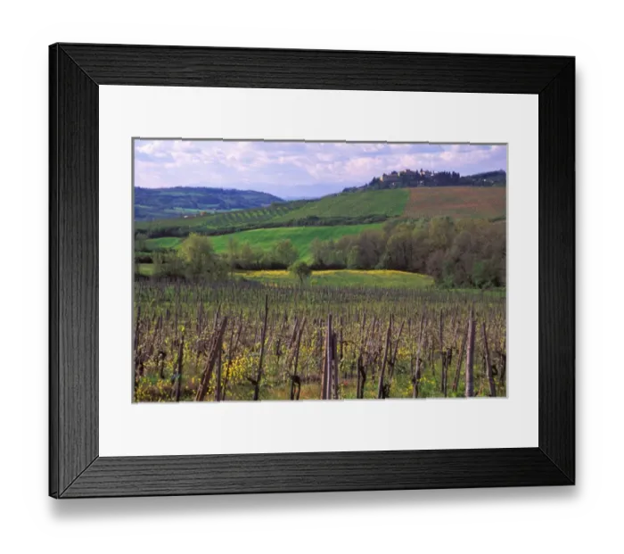 Framed Print : Italy, San Gimignano, Vineyards on the rolling hills of Tuscany