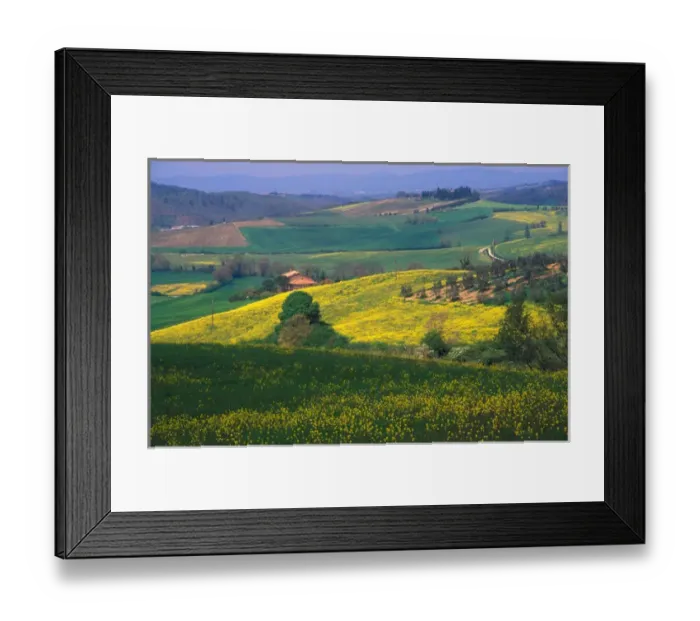 Framed Print : Italy, Tuscany, Green rolling hills covered with yellow flowers Framed Print : Italy, Tuscany, Green rolling hills covered with yellow flowers