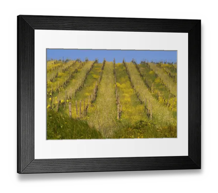 Framed Print : Rows of vines with yellow and white mustard flowers, in a vineyard between Panzano Framed Print : Rows of vines with yellow and white mustard flowers, in a vineyard between Panzano