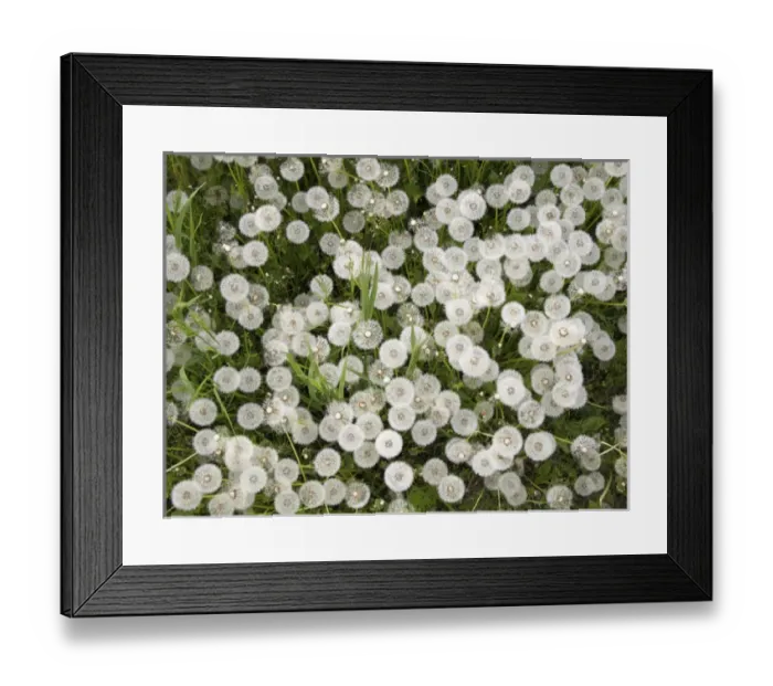 Framed Print : Italy, Mantova / Mantua: spring time: Common Dandelion, ripe fruits Framed Print : Italy, Mantova / Mantua: spring time: Common Dandelion, ripe fruits