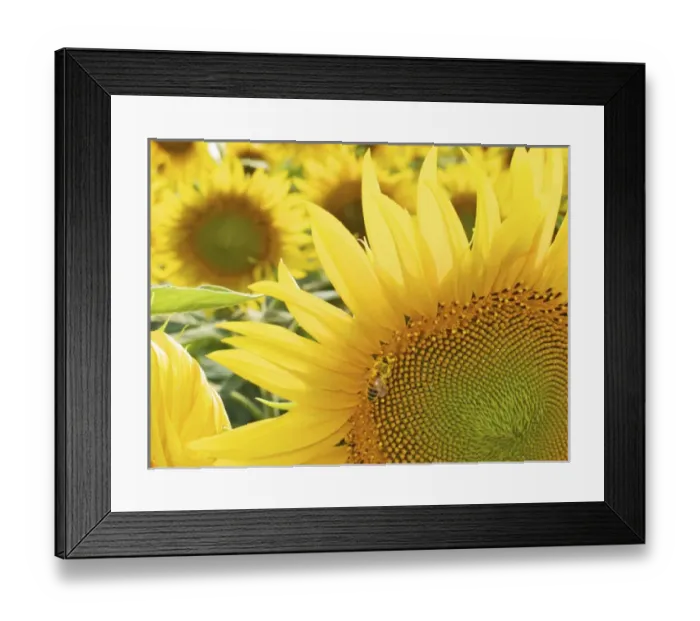 Framed Print : Summer in Tuscany: sunflowers Framed Print : Summer in Tuscany: sunflowers