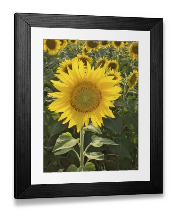 Framed Print : Summer in Tuscany: sunflowers
