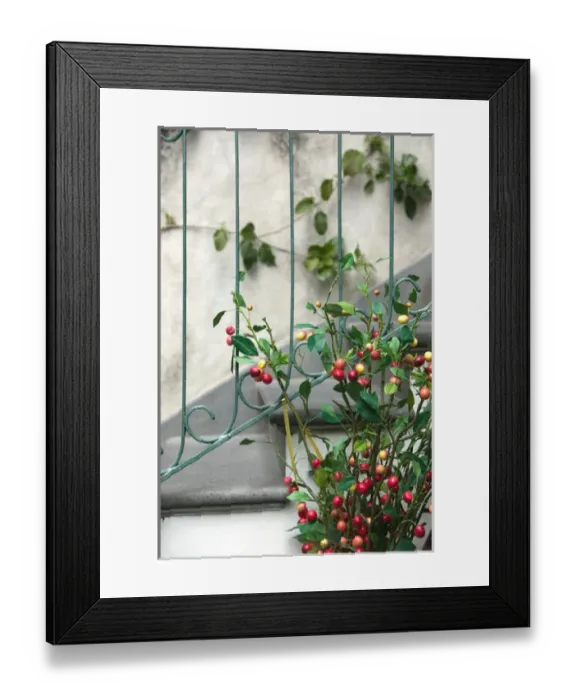 Framed Print : Europe, Italy, Campania (Amalfi Coast) POSITANO: Coffee Tree