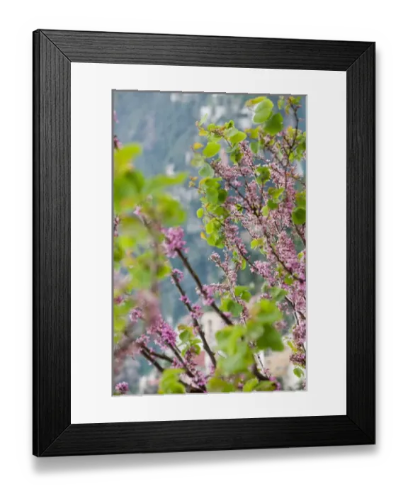 Framed Print : Europe, Italy, Campania, (Amalfi Coast) POSITANO: Spring Blossoms Framed Print : Europe, Italy, Campania, (Amalfi Coast) POSITANO: Spring Blossoms