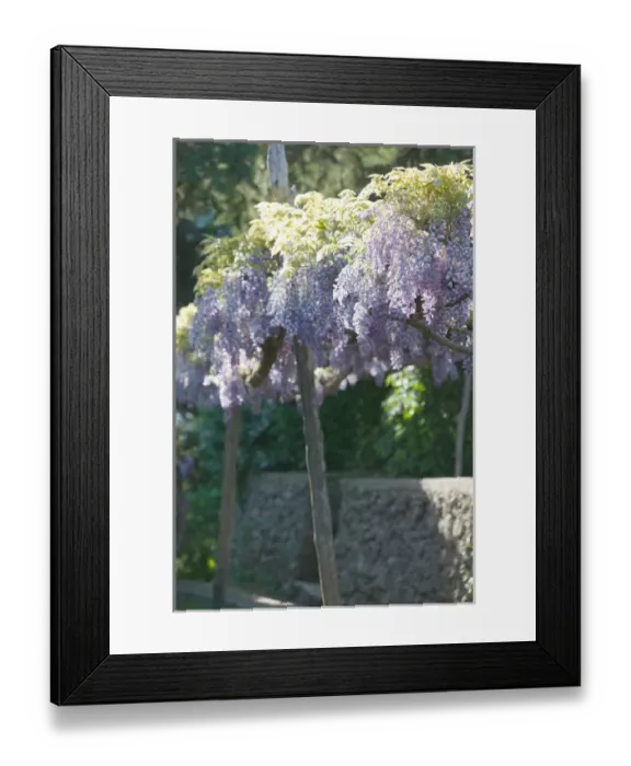 Framed Print : Europe, Italy, Campania, (Amalfi Coast), Ravello: Villa Cimbrone - Gardens with Spring