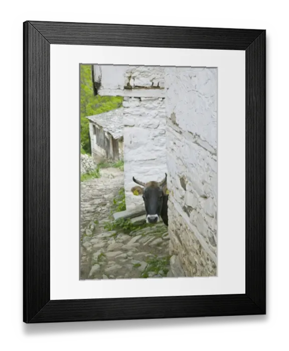 Framed Print : MACEDONIA, Pelister National Park, Maloviste Village. Old Vlach mountain village-cow (NR
