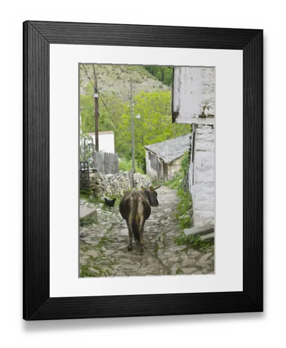 Framed Print : MACEDONIA, Pelister National Park, Maloviste Village. Old Vlach mountain village-cow (NR