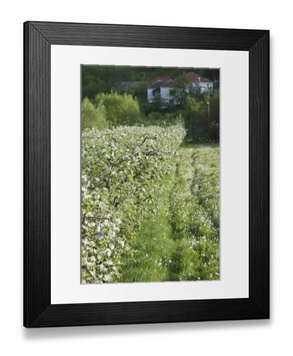 Framed Print : MACEDONIA, Svinista. Fruit Trees / Springtime Framed Print : MACEDONIA, Svinista. Fruit Trees / Springtime
