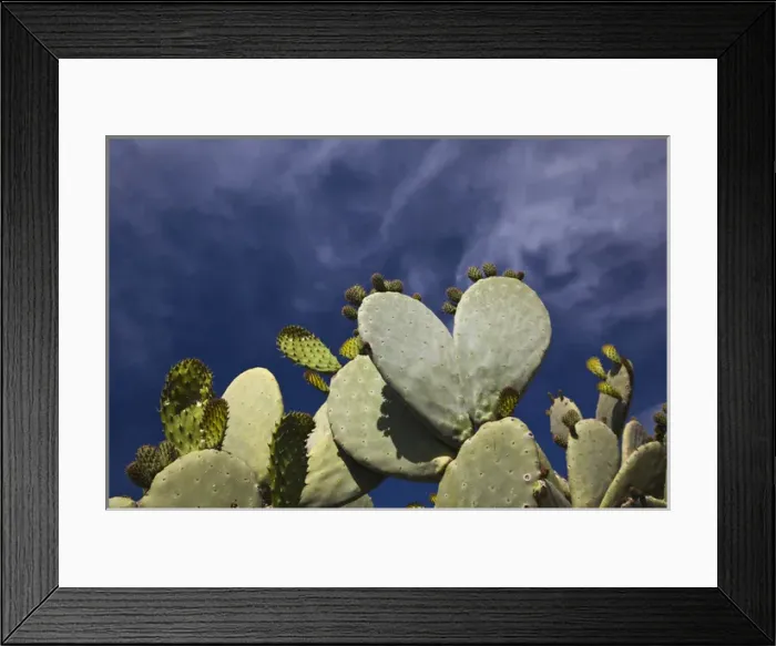 Framed Print : ITALY, Sardinia, Bosa. Cactus by the Castello Malaspina Framed Print : ITALY, Sardinia, Bosa. Cactus by the Castello Malaspina