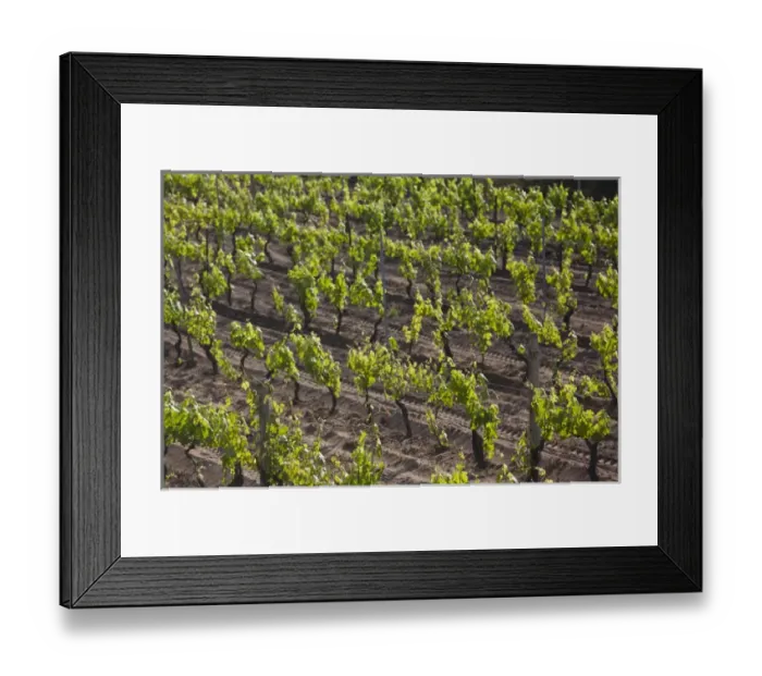 Framed Print : ITALY, Sardinia, Badesi. Vineyard Framed Print : ITALY, Sardinia, Badesi. Vineyard