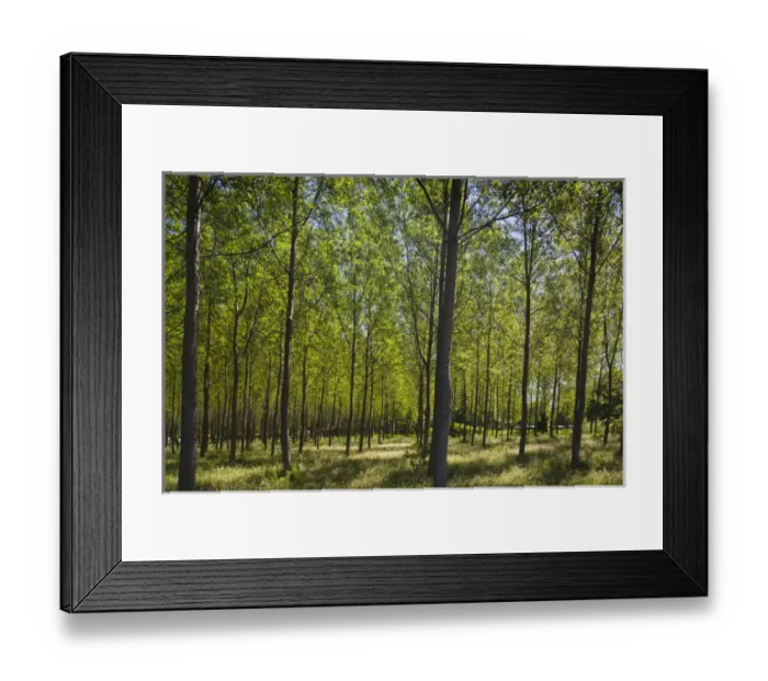 Framed Print : ITALY, Verbano-Cusio-Ossola Province, Baveno. Forest, early summer