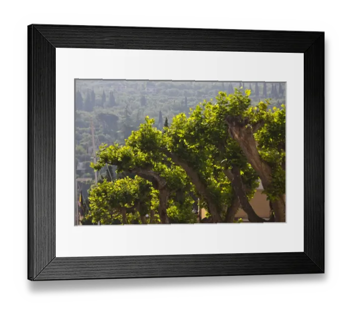 Framed Print : ITALY, Verona Province, Torri del Benaco. Trees Framed Print : ITALY, Verona Province, Torri del Benaco. Trees