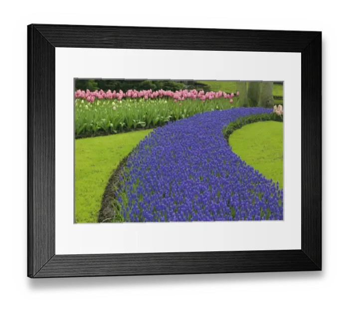 Framed Print : Pattern of tulips and grape hyacinth flowers, Keukenhof Gardens; Lisse; Netherlands
