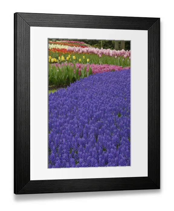 Framed Print : Garden pattern of Grape Hyacinth flowers and tulips, Keukenhof Gardens, Lisse, Netherlands Framed Print : Garden pattern of Grape Hyacinth flowers and tulips, Keukenhof Gardens, Lisse, Netherlands