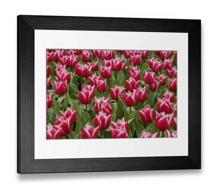 Framed Print : Pattern of red tulips in garden, Keukenhof Gardens, Lisse, Netherlands, Holland Framed Print : Pattern of red tulips in garden, Keukenhof Gardens, Lisse, Netherlands, Holland