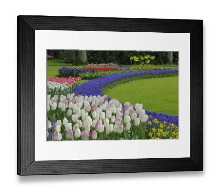 Framed Print : Tulip and Grape Hyacinth garden, Keukenhof Gardens, Lisse, Netherlands, Holland Framed Print : Tulip and Grape Hyacinth garden, Keukenhof Gardens, Lisse, Netherlands, Holland