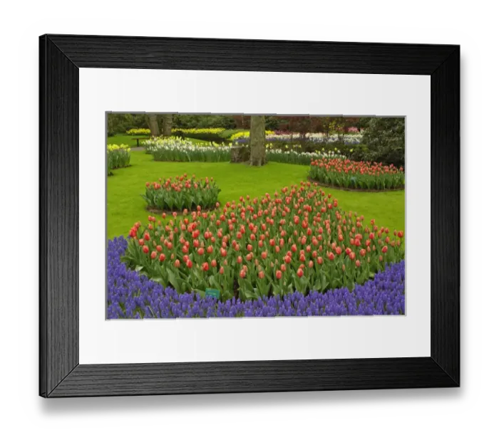 Framed Print : Tulip and Grape Hyacinth garden, Keukenhof Gardens, Lisse, Netherlands, Holland Framed Print : Tulip and Grape Hyacinth garden, Keukenhof Gardens, Lisse, Netherlands, Holland