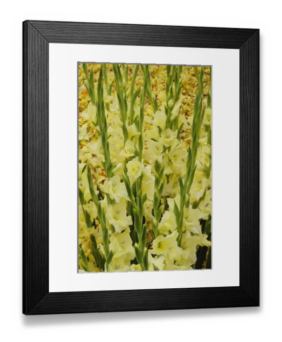Framed Print : Flowers on float celebrating Queens Day, a celebration of the Queen Mother, Princess Juliana Framed Print : Flowers on float celebrating Queens Day, a celebration of the Queen Mother, Princess Juliana