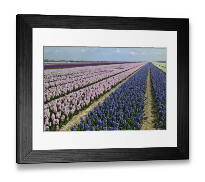 Framed Print : Agricultural field of Hyacinth Flowers, Netherlands, Holland