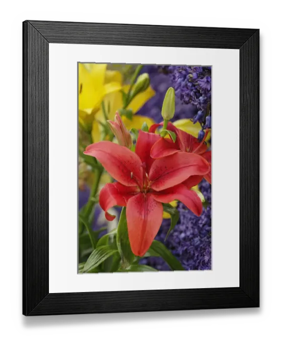 Framed Print : Flowers on float celebrating Queens Day, a celebration of the Queen Mother, Princess Juliana