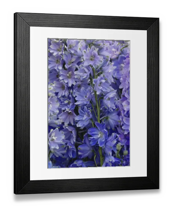 Framed Print : Flowers on float celebrating Queens Day, a celebration of the Queen Mother, Princess Juliana Framed Print : Flowers on float celebrating Queens Day, a celebration of the Queen Mother, Princess Juliana