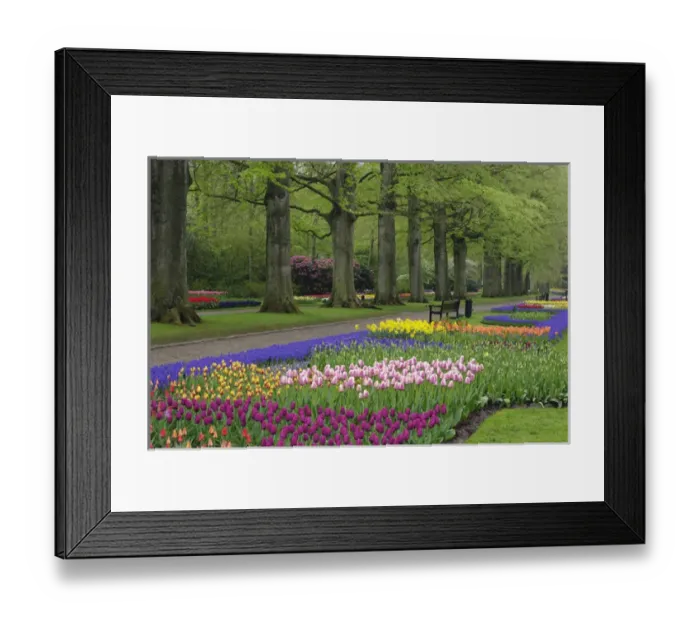 Framed Print : Garden of daffodils, tulips, and hyacinth flowers, Keukenhof Gardens, Lisse, Netherlands Framed Print : Garden of daffodils, tulips, and hyacinth flowers, Keukenhof Gardens, Lisse, Netherlands