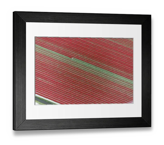 Framed Print : Aerial view of flower field patterns surrounding Amsterdam, Holland