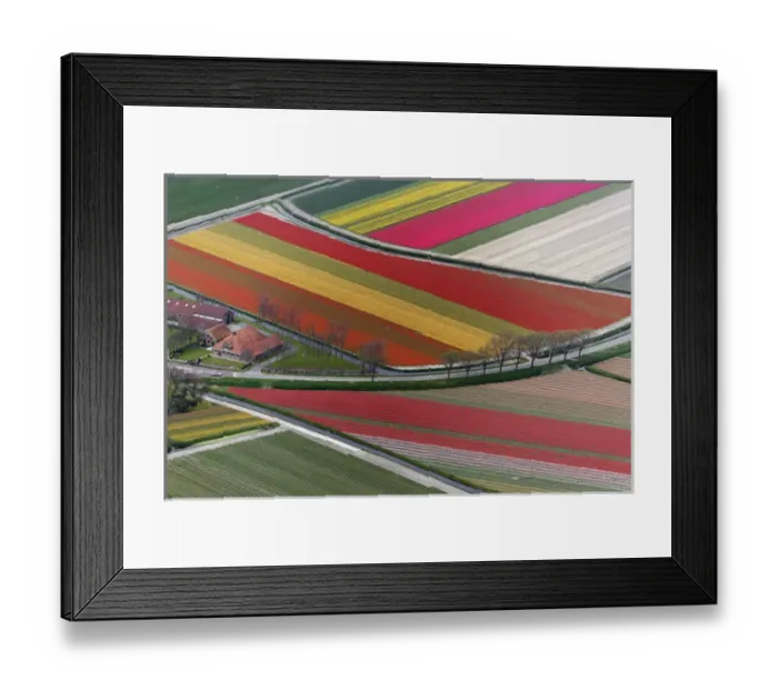 Framed Print : Aerial view of flower field patterns surrounding Amsterdam, Holland Framed Print : Aerial view of flower field patterns surrounding Amsterdam, Holland