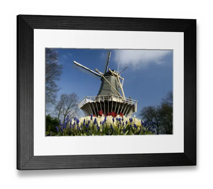 Framed Print : Netherlands (aka Holland), Lisse. Keukenhof Gardens, the worlds largest bulb Framed Print : Netherlands (aka Holland), Lisse. Keukenhof Gardens, the worlds largest bulb