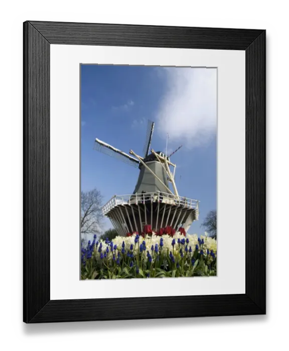 Framed Print : Netherlands (aka Holland), Lisse. Keukenhof Gardens, the worlds largest bulb
