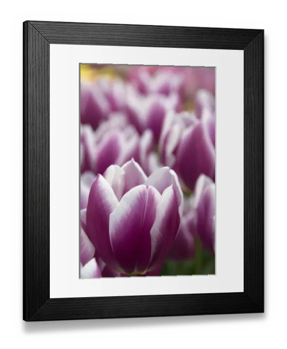 Framed Print : Netherlands (aka Holland), Lisse. Keukenhof Gardens, the worlds largest bulb