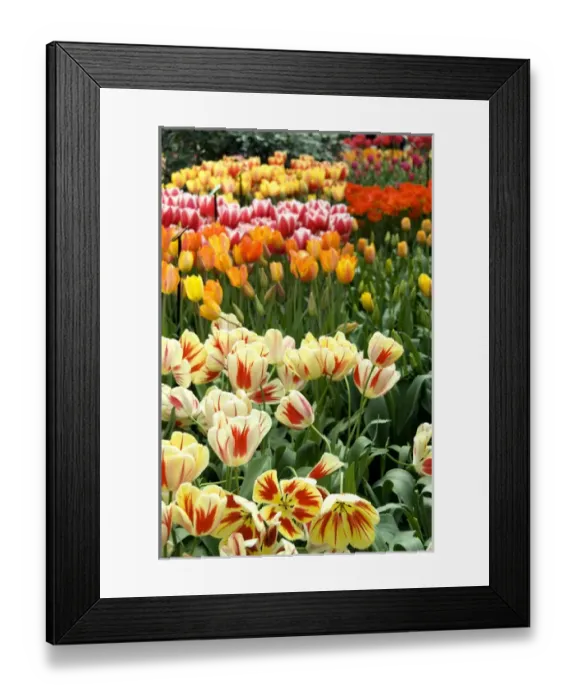 Framed Print : Netherlands (aka Holland), Lisse. Keukenhof Gardens, the worlds largest bulb Framed Print : Netherlands (aka Holland), Lisse. Keukenhof Gardens, the worlds largest bulb