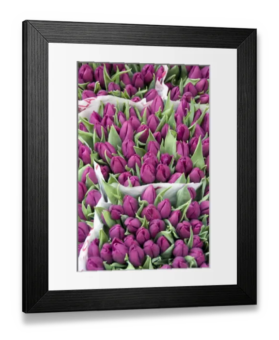 Framed Print : The Netherlands (aka Holland), Amsterdam. Bloemenmark. Amsterdams last remaining Framed Print : The Netherlands (aka Holland), Amsterdam. Bloemenmark. Amsterdams last remaining